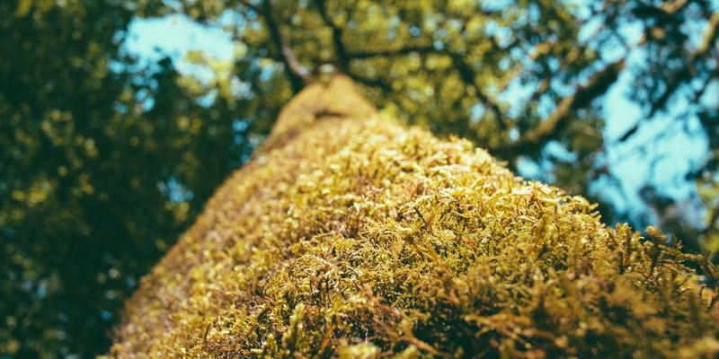 好9955：在数字时代重新定义“温馨”与“有用”的信息港湾