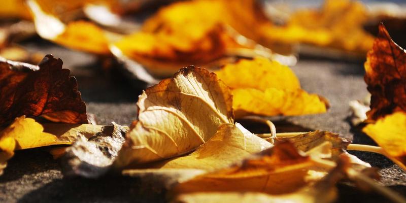 好99最佳实践：以温馨导航打造综合体验的三大核心策略